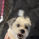 애견멀티샵 이미지