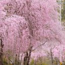 2025.04.05.토 [거창] 꽃폭포 같이 흩날리는 수양벚꽃길 🌸🌸 소담한 덕천서원/용원정/창포원 벚꽃 이미지