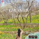 원앙뜰 | 경기 화담숲 꽃구경 지금이 딱! 벚꽃 수선화 실시간 현황 시간 위치