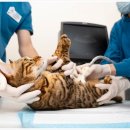 올리브동물병원 이미지