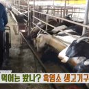 다시마 흑염소 이미지