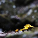 원일초등학교 이미지