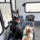 댕댕이버스 이미지