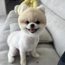 그리다 펫살롱 이미지