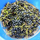 머루랑다래랑 이미지