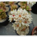 양진농장 이미지