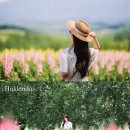 한국카케어전문학원 | 홋카이도 렌트카 삿포로 여행 코스 실제 후기