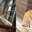 펫 아지트 이미지