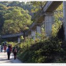 2019.10/26~27 인제 원대리, 수산리 자작나무 숲 원주굽이길 이미지