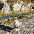 힐링독 반려견센터 이미지