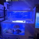 수성못 | 수성못 고등어회 맛집 바다와 수성못점 내돈내산 후기