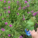 장전초등학교 병설유치원 이미지