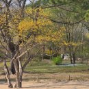 GS25종로누하점 | 경복궁 벚꽃 &amp; 서촌 필운대로에서 벚꽃 절정 즐기기