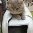 개똥이와냐옹이 이미지