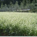 천지농협주유소 이미지