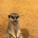 라라피쉬 | 라라쥬 동물원 방문후기, 먹이체험, 수유실 있음, 주차후기, 파충류, 닥터피쉬, 앵무새 모이주기 체험