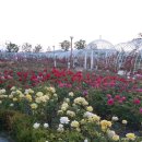 장미화원 이미지