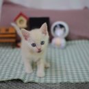 대구고양이분양 나비캣 이미지