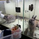 해피주 동물카페 원주점 | 원주아이랑 가볼만한 곳, 동물 먹이체험 가능한 해피주 동물카페 원주실내동물원 데이트