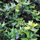 가시나무공원 이미지