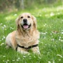 낮은굴뚝 애견펜션 이미지