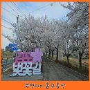 길LPG충전소 | [김포/북변] 2026 김포 벚꽃축제 '오롯이 벚꽃', 축제 전날 다녀온 실시간 계양천 산책 후기 🌸