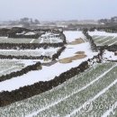 제주인(제주in) 이미지