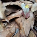 숲속의요정 이미지