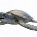 아우름 동물병원 이미지