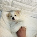 오독안심분양센터 강아지분양 고양이분양 시흥점 이미지