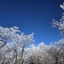 스테이치목 이미지