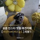 메리골드 | [남양주｜애견카페] 메리골드 후기｜강아지들의 비밀정원🌿 넓은 천연잔디 애카 추천