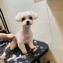 버블리독 | 구미 인의동애견미용 버블리독 말티즈 미용 후기! 너무 귀여워요💕