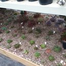 호산나화원 이미지