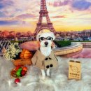 땡자네 묭실 이미지