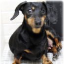 금쪽같은 내새끼 동물병원 이미지