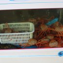 홍게랑 대게랑 이미지