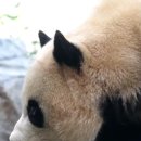 자다가 봉변당한 루이바오🐼💜 이미지