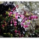 약전골목 이미지