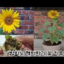 토란 모종 심기! 꽃 씨앗 파종 - 금계국 해바라기 머스크멜로 스테비아 적뎁싸리 이미지