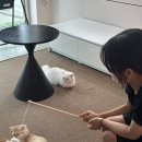 명품고양이카페 이미지