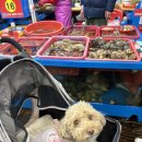 영덕상회 | 울산 동구 방어진활어센터 영덕상회, 쌍둥이상회 내돈내산 포장 후기