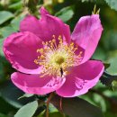 아네모네 이미지