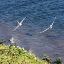 대백로 - Great Egret 이미지