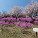 봄꽃맞이(꽃구경 가요)3월31일 일요일 10시30분 경마공원역2번출구 이미지