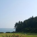 신진도리 Daum카페