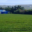 명교해수욕장 이미지