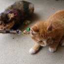 고돌이네 이미지