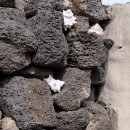 올라비양 이미지