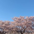 정읍천변의 벚꽃2 이미지